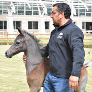Lisa Abraham: A Presentation of the Al Rayyan Horses at Al Shaqab Stud
