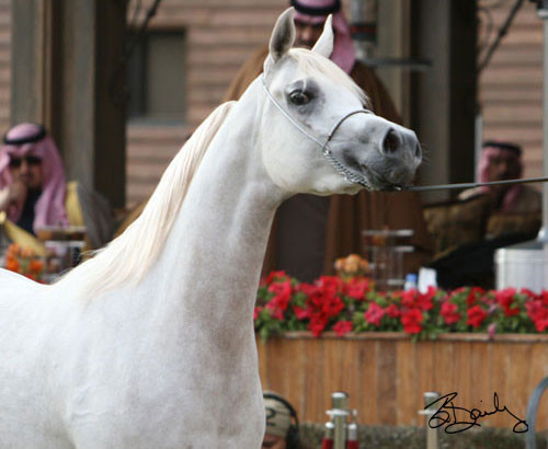 Reserve Champion Filly - FS Cayenne
(AS Natsir-Apal x FS Cleopatra)
Owner: Ajman Stud, UAE
Breeder: Frank Sponle, Germany 