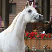 Reserve Champion Filly - FS Cayenne
(AS Natsir-Apal x FS Cleopatra)
Owner: Ajman Stud, UAE
Breeder: Frank Sponle, Germany 