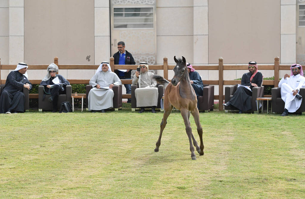 Lisa Abraham: A Presentation of the Al Rayyan Horses at Al Shaqab Stud