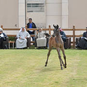 Lisa Abraham: A Presentation of the Al Rayyan Horses at Al Shaqab Stud