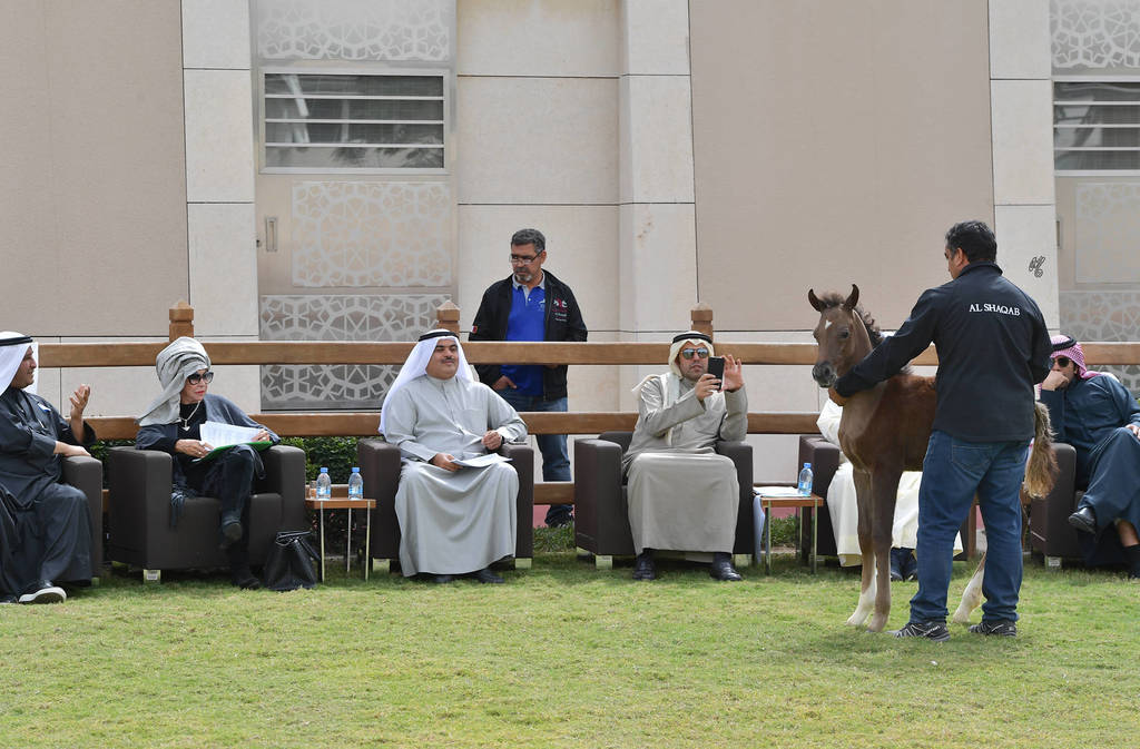 Lisa Abraham: A Presentation of the Al Rayyan Horses at Al Shaqab Stud