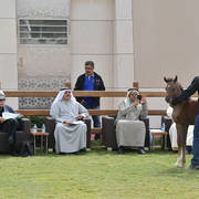 Lisa Abraham: A Presentation of the Al Rayyan Horses at Al Shaqab Stud