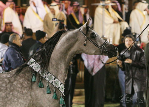 Reserve Champion Stallion - Esparto
(Ekstern x Ekspozycja)
Owner: Ajman Stud, UAE
Breeder: Michalow State Stud