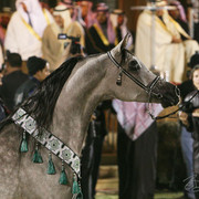 Reserve Champion Stallion - Esparto
(Ekstern x Ekspozycja)
Owner: Ajman Stud, UAE
Breeder: Michalow State Stud