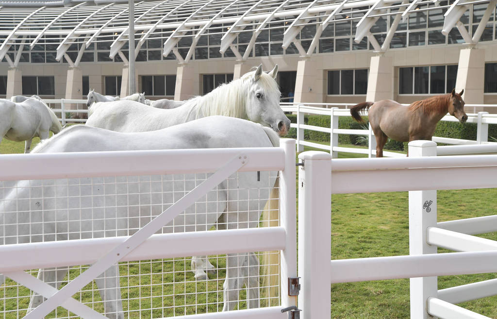 Lisa Abraham: A Presentation of the Al Rayyan Horses at Al Shaqab Stud