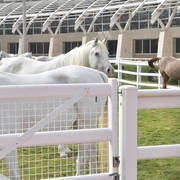 Lisa Abraham: A Presentation of the Al Rayyan Horses at Al Shaqab Stud