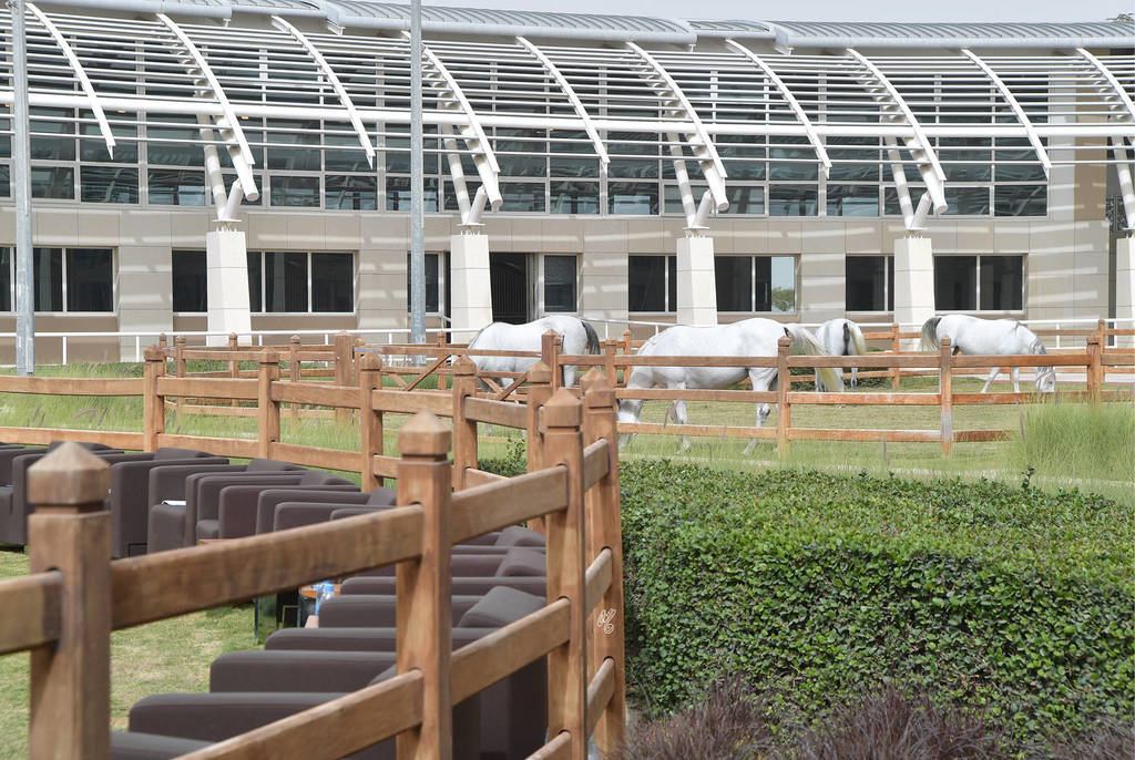 Lisa Abraham: A Presentation of the Al Rayyan Horses at Al Shaqab Stud