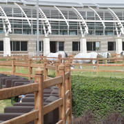 Lisa Abraham: A Presentation of the Al Rayyan Horses at Al Shaqab Stud