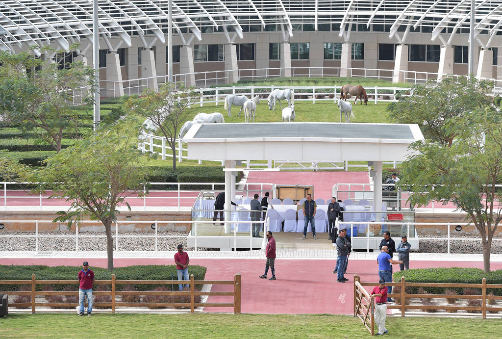 Lisa Abraham: A Presentation of the Al Rayyan Horses at Al Shaqab Stud