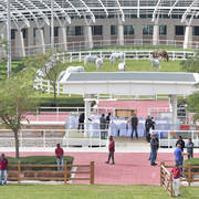 Lisa Abraham: A Presentation of the Al Rayyan Horses at Al Shaqab Stud