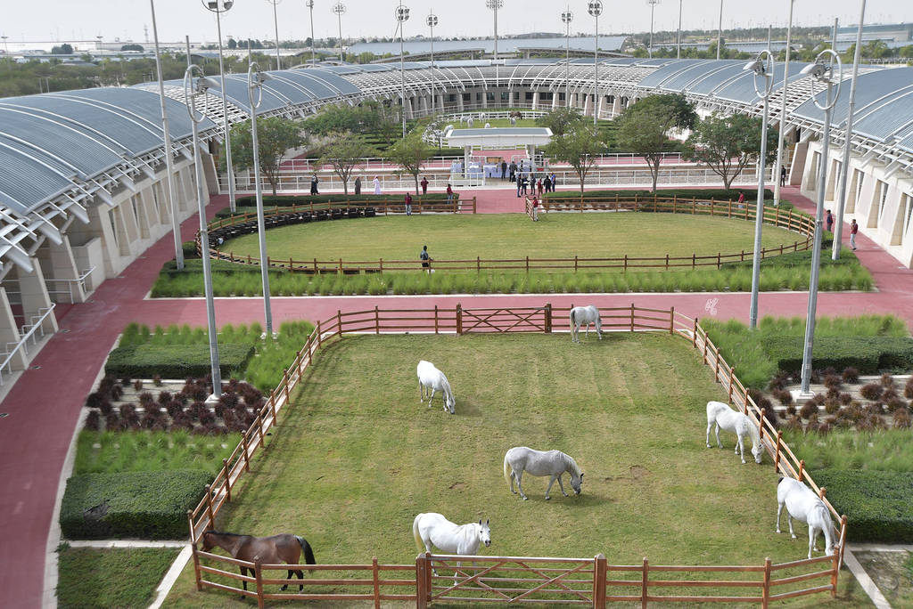 Lisa Abraham: A Presentation of the Al Rayyan Horses at Al Shaqab Stud