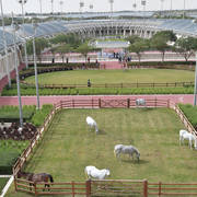Lisa Abraham: A Presentation of the Al Rayyan Horses at Al Shaqab Stud