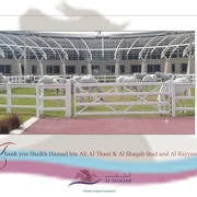 Lisa Abraham: A Presentation of the Al Rayyan Horses at Al Shaqab Stud