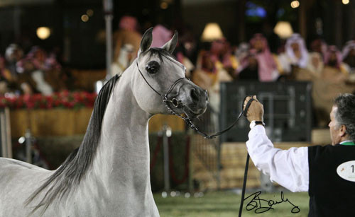 Reserve Champion Colt - Baanderos
(Marwan x HB Bessolea)
Owner: HRH Prince Khaled Bin Sultan Bin Abdulaziz Al Saud, KSA
Breeder: Taylor Hickman Arabians, USA
