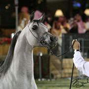 Reserve Champion Colt - Baanderos
(Marwan x HB Bessolea)
Owner: HRH Prince Khaled Bin Sultan Bin Abdulaziz Al Saud, KSA
Breeder: Taylor Hickman Arabians, USA
