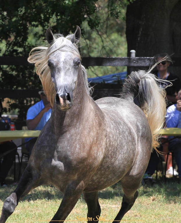 Simeon Stud Open Day - WAHO 2019