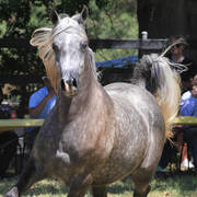 Simeon Stud Open Day - WAHO 2019