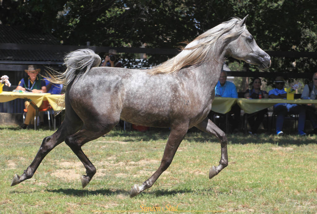 Simeon Stud Open Day - WAHO 2019