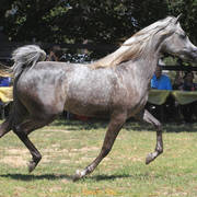 Simeon Stud Open Day - WAHO 2019