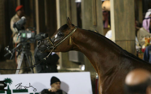 Champion Colt  - QR Marc
(Marwan Al Shaqab x Swete Dreams)
Owner: Paul Gheysens
Breeder: Vicki and Lou Doyle