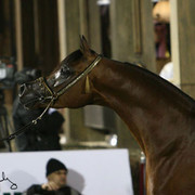 Champion Colt  - QR Marc
(Marwan Al Shaqab x Swete Dreams)
Owner: Paul Gheysens
Breeder: Vicki and Lou Doyle