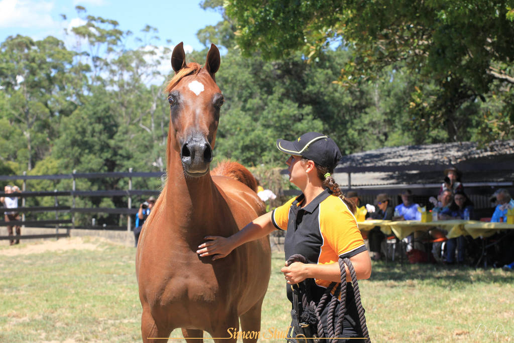 Simeon Stud Open Day - WAHO 2019
