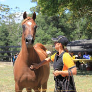 Simeon Stud Open Day - WAHO 2019