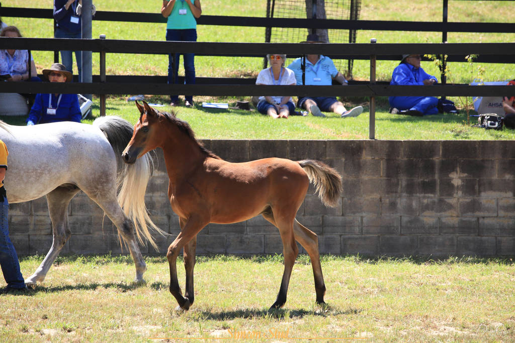 Simeon Stud Open Day - WAHO 2019