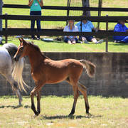 Simeon Stud Open Day - WAHO 2019