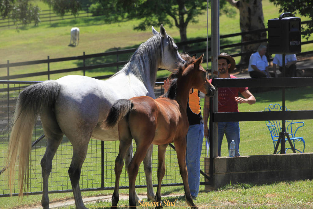 Simeon Stud Open Day - WAHO 2019