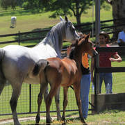 Simeon Stud Open Day - WAHO 2019