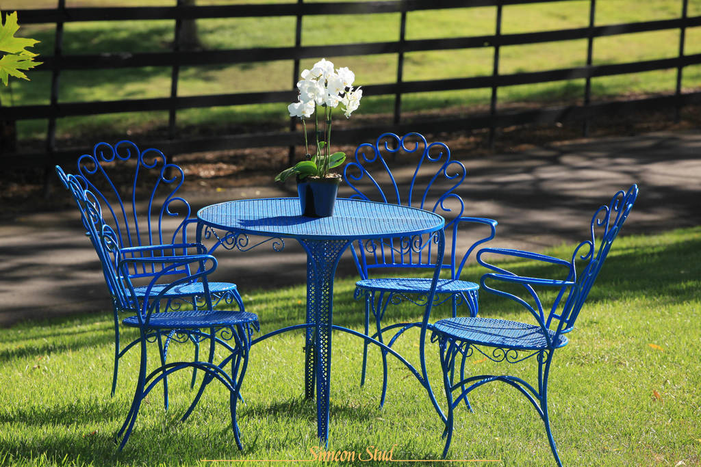 Simeon Stud Open Day - WAHO 2019