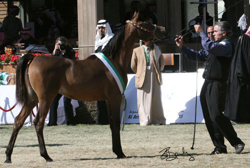 Champion Filly - Sara Al Mohamadiah(Marwan Al Shaqab x ZT Maghan)
Owner: HH Prince Abdullah Bin Fahad Bin Abdullah Al Saud, KSA
Breeder: Harold and Dolly Orr and M. Byatt, USA
