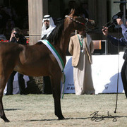 Champion Filly - Sara Al Mohamadiah(Marwan Al Shaqab x ZT Maghan)
Owner: HH Prince Abdullah Bin Fahad Bin Abdullah Al Saud, KSA
Breeder: Harold and Dolly Orr and M. Byatt, USA