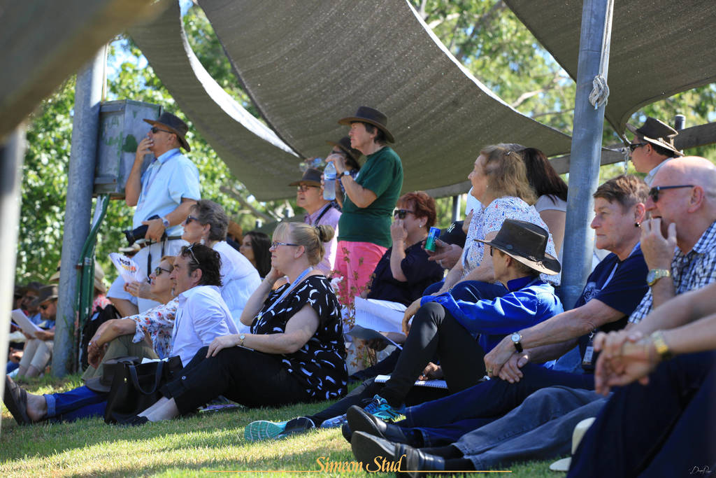 Simeon Stud Open Day - WAHO 2019