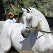 Simeon Stud Open Day - WAHO 2019