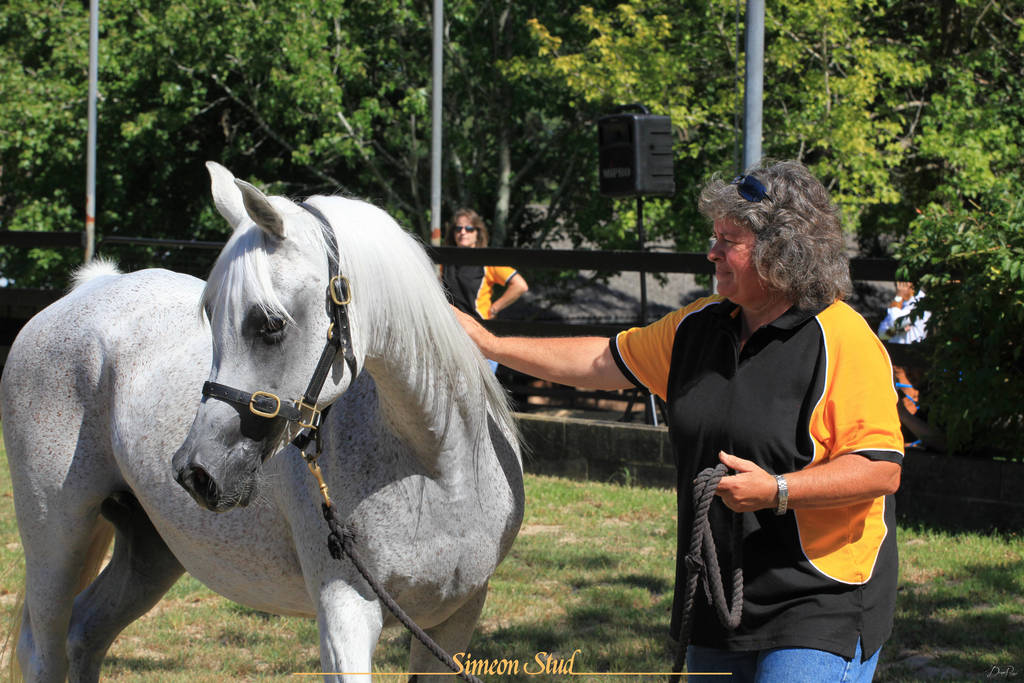 Simeon Stud Open Day - WAHO 2019