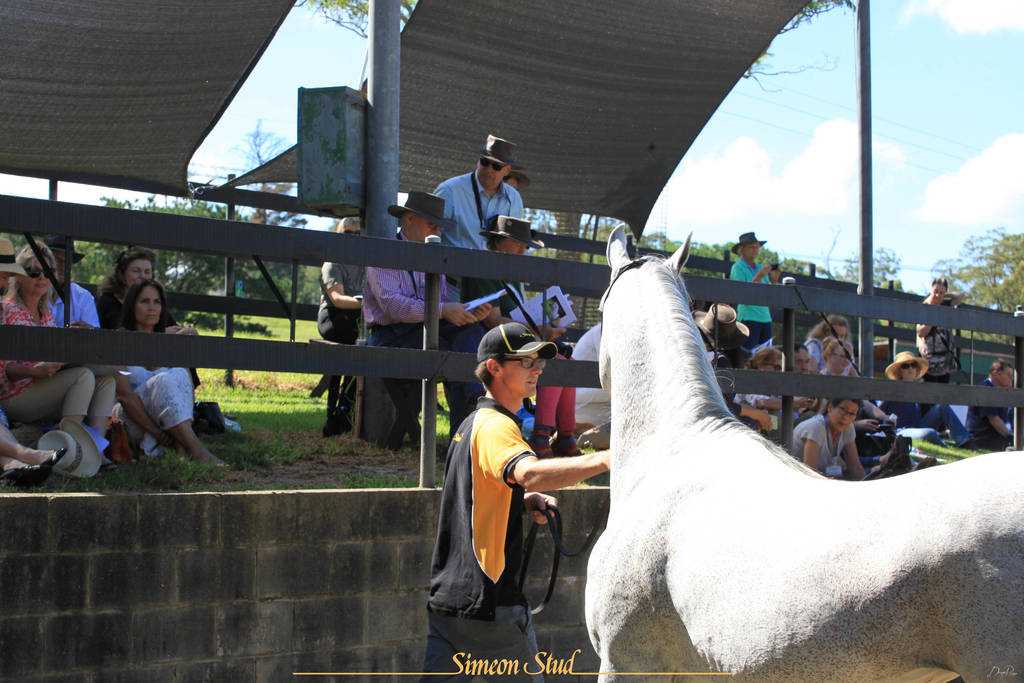 Simeon Stud Open Day - WAHO 2019