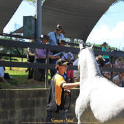 Simeon Stud Open Day - WAHO 2019