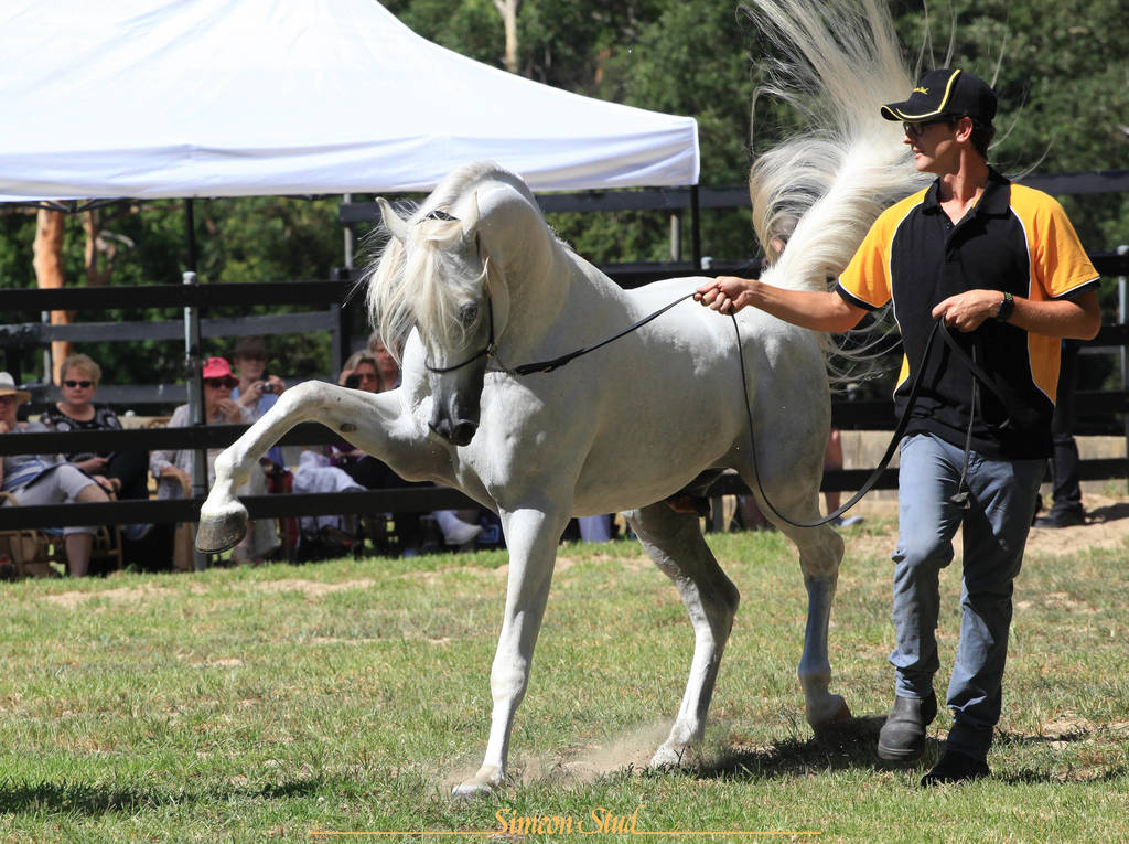 Simeon Stud Open Day - WAHO 2019