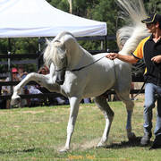 Simeon Stud Open Day - WAHO 2019