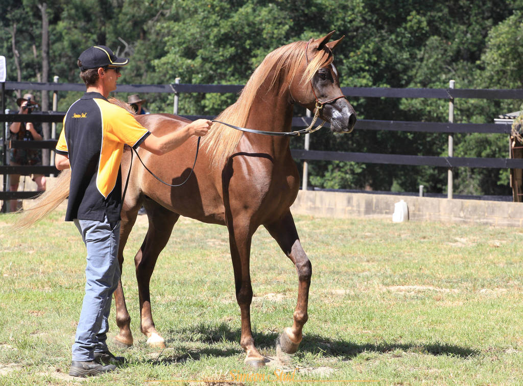 Simeon Stud Open Day - WAHO 2019