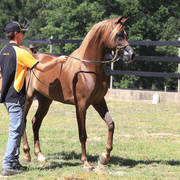 Simeon Stud Open Day - WAHO 2019
