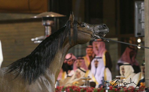 Champion Mare  - Pianissima
(Gazal Al Shaqab x Pianosa)
Owner/Breeder: Janow Podlaski, Poland