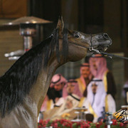 Champion Mare  - Pianissima
(Gazal Al Shaqab x Pianosa)
Owner/Breeder: Janow Podlaski, Poland