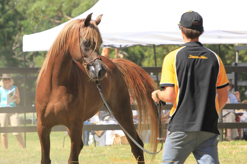 Simeon Stud Open Day - WAHO 2019