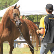 Simeon Stud Open Day - WAHO 2019