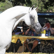 Simeon Stud Open Day - WAHO 2019