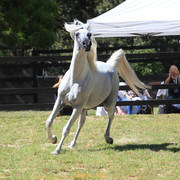 Simeon Stud Open Day - WAHO 2019